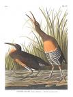 Clapper Rail